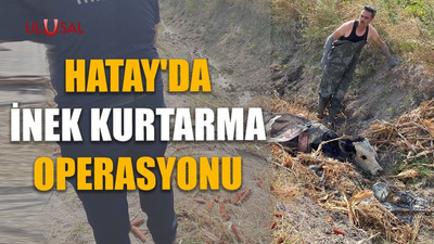 Hatay'da inek kurtarma operasyonu